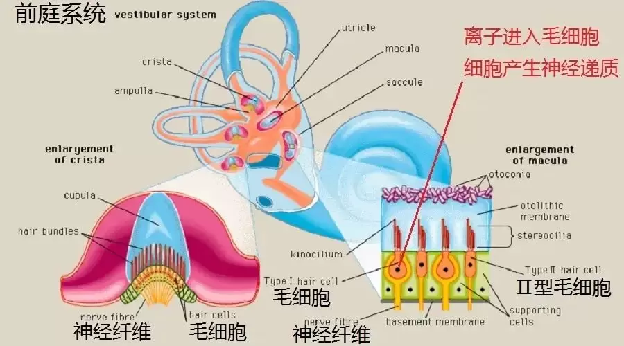 前庭训练是什么意思?孩子专注力不佳根源在前庭插图-西米明天