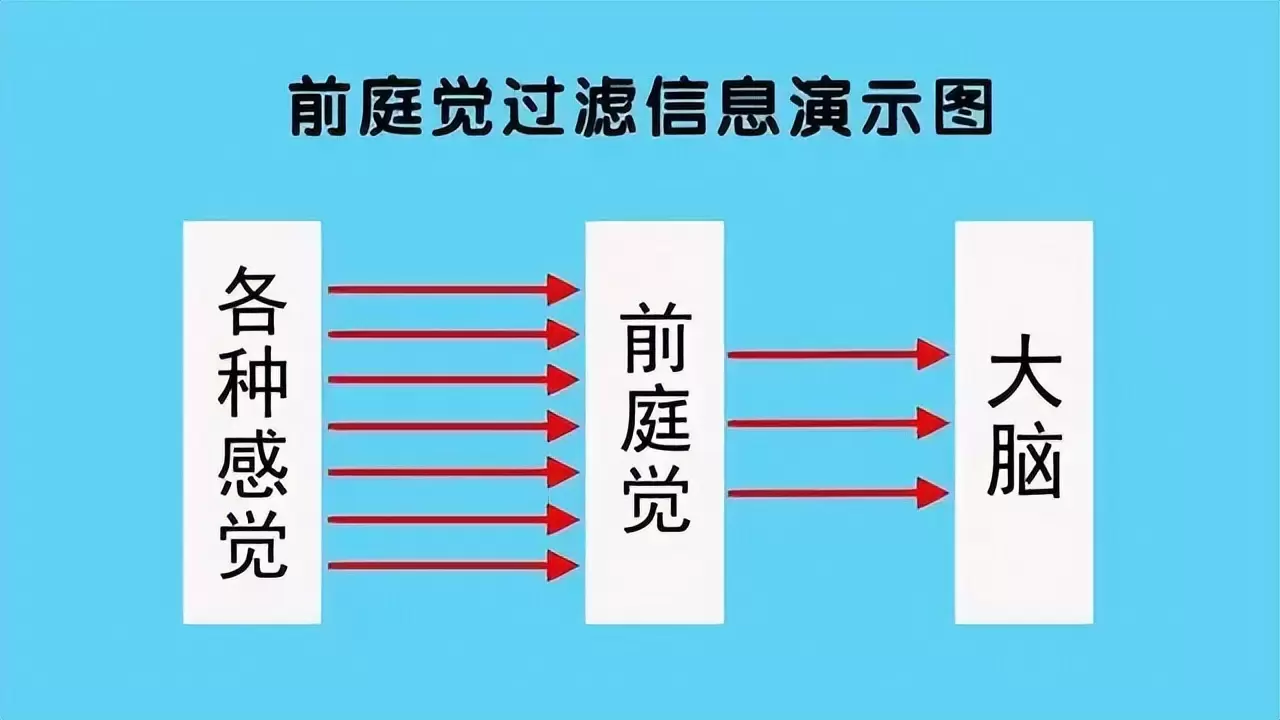 前庭训练是什么意思?孩子专注力不佳根源在前庭插图-10西米明天