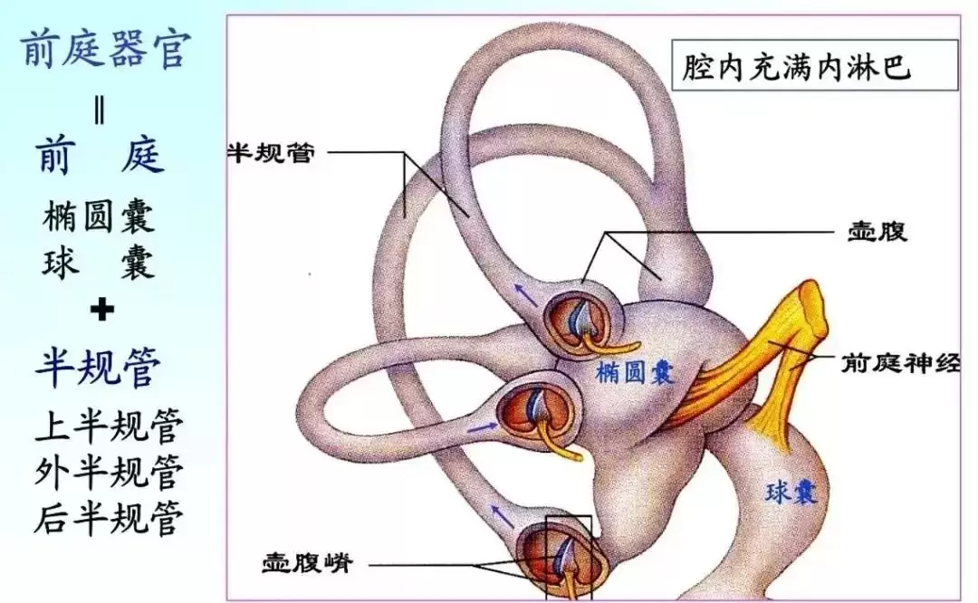 前庭训练是什么意思?孩子专注力不佳根源在前庭插图-11西米明天