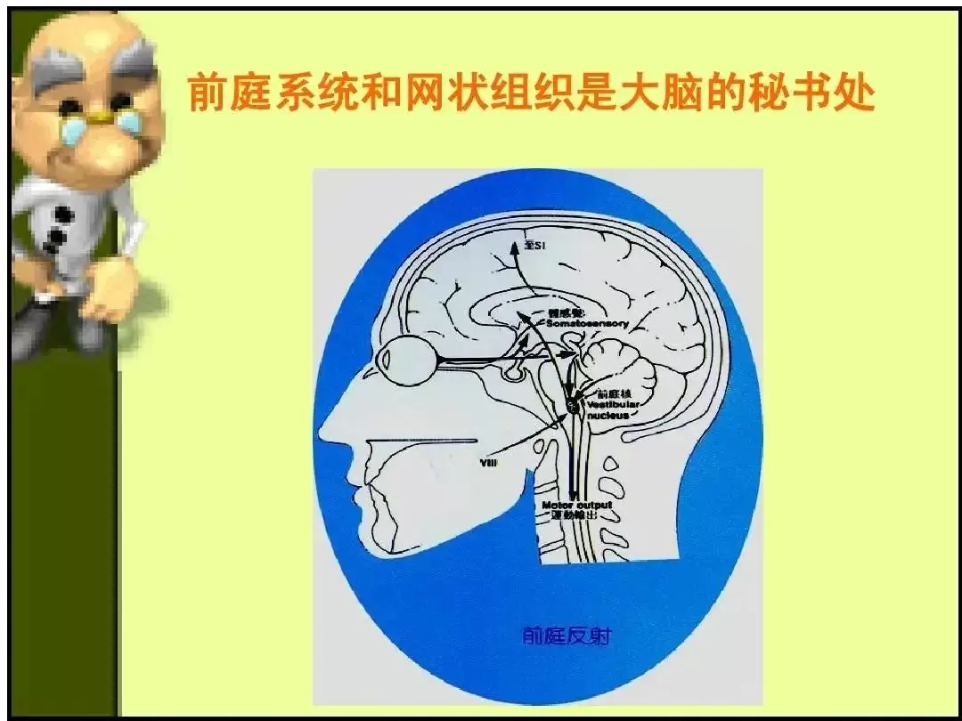 前庭训练是什么意思?孩子专注力不佳根源在前庭插图-12西米明天