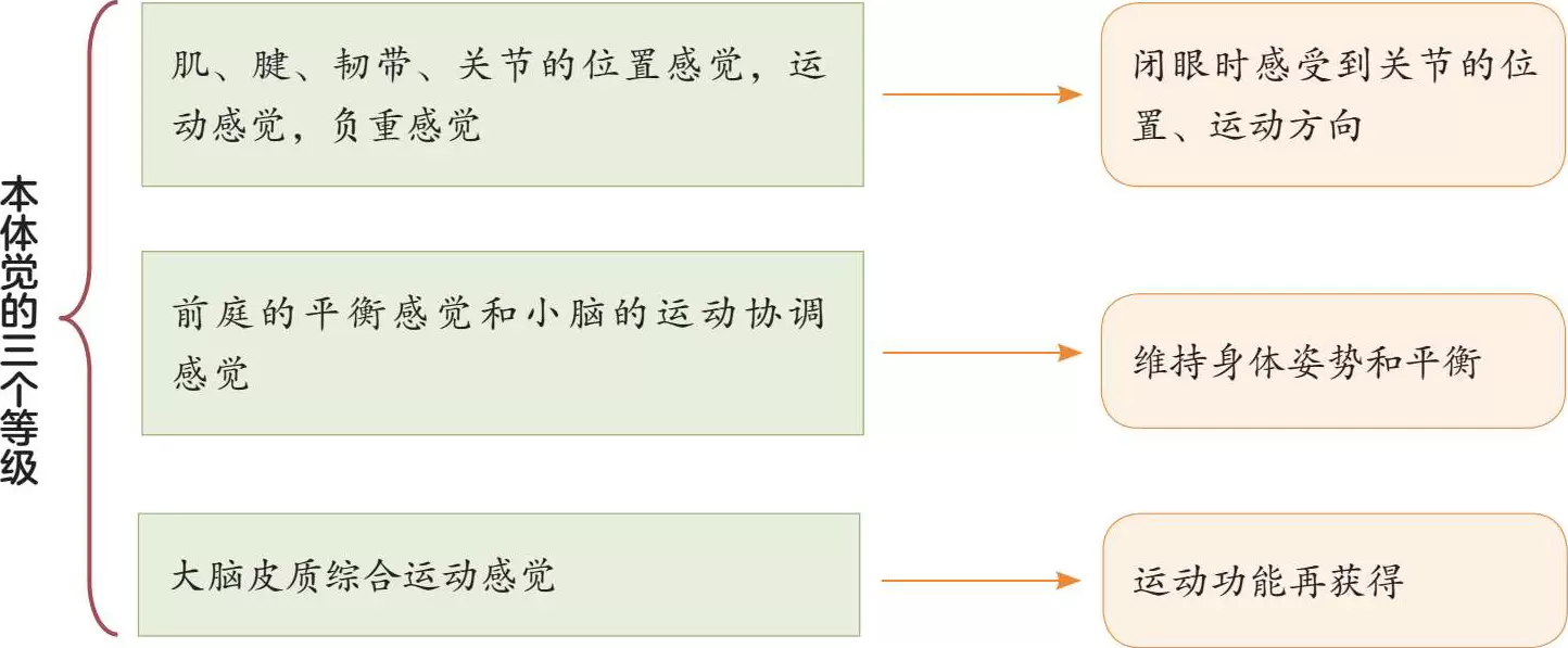 什么是感统本体觉：本体觉与儿童运动功能插图-西米明天