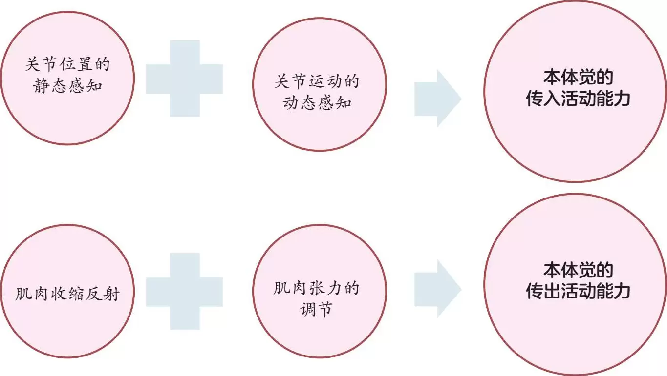 什么是感统本体觉：本体觉与儿童运动功能插图-1西米明天