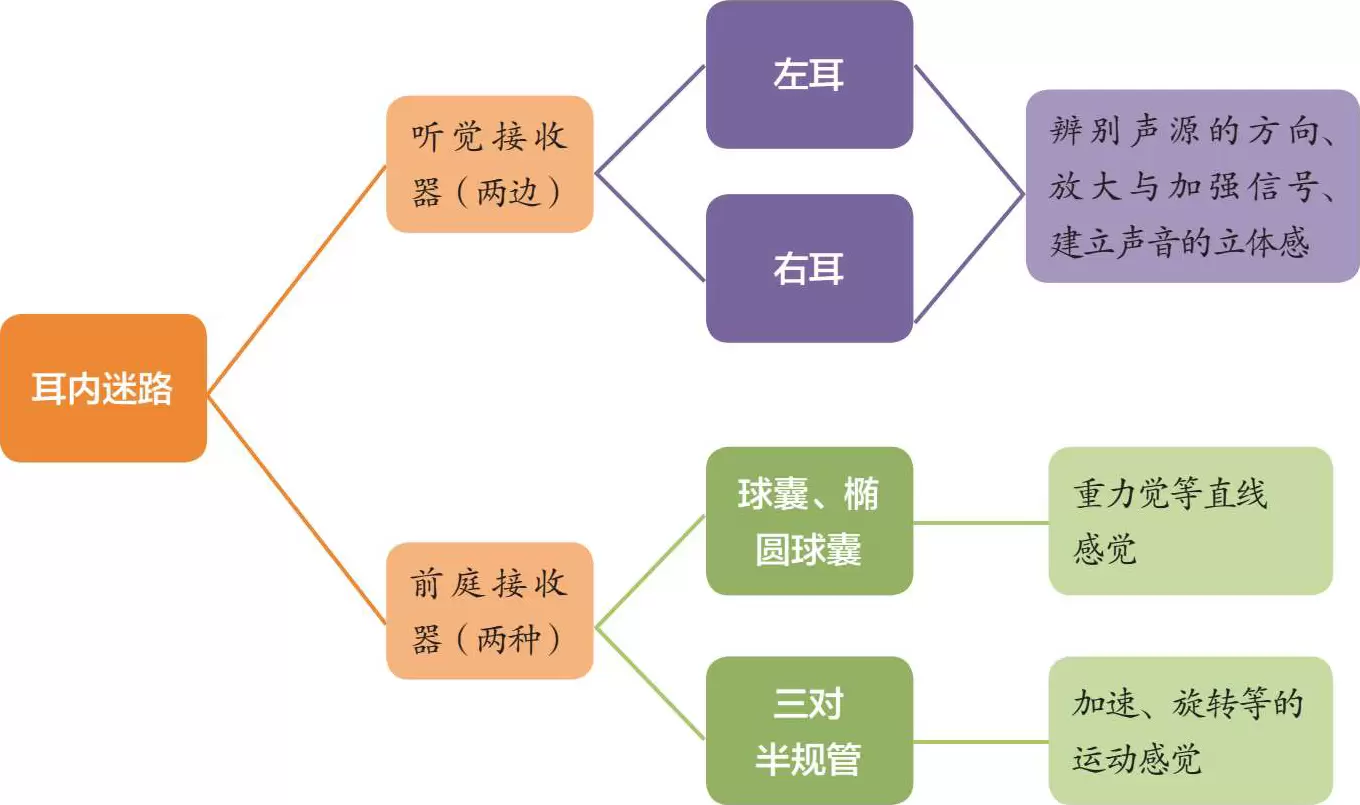 前庭觉训练要点及目标：婴幼儿时期的训练插图-西米明天