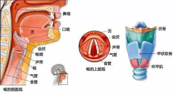 言语训练&口肌训练的区别：一文看懂言语训练&口肌训练插图-4星连接