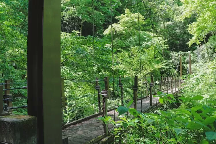 11月18 周五 每日儿童睡前故事：花儿选美