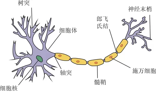 孩子的大脑发育特点是什么：8个大脑冷知识分享插图-星连接